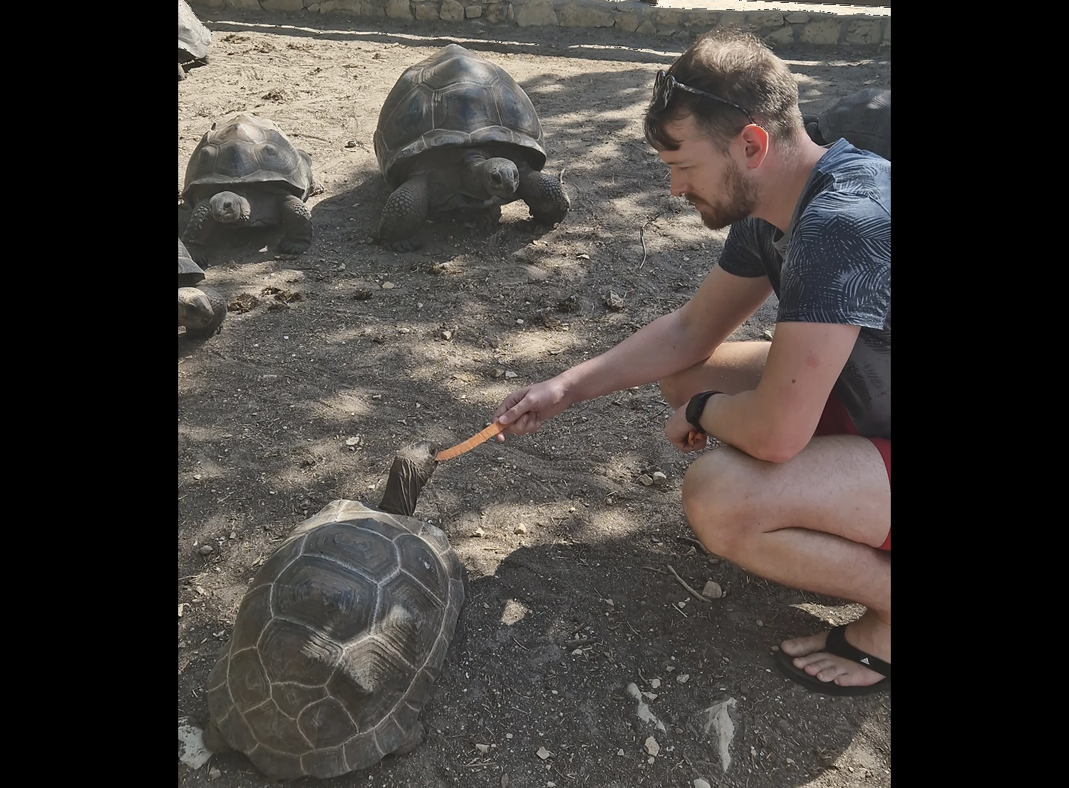 Feeding the large tortoises