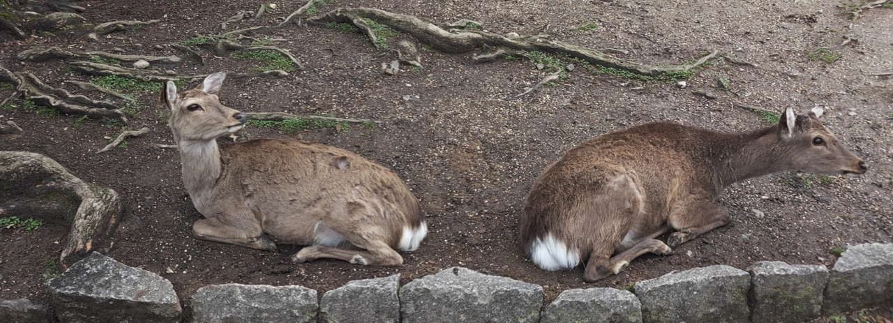 Deer Park